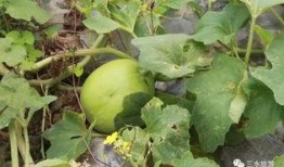 雪梨娱乐吃瓜,揭秘娱乐圈吃瓜背后的真相与内幕