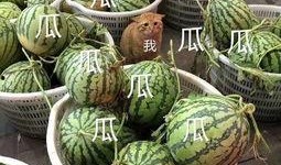 娱乐吃瓜军,吃瓜军背后的故事与真相