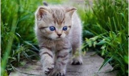 娱乐吃瓜酱大猫咪,揭秘娱乐圈背后的喵星人故事