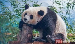 娱乐吃瓜酱功勋大熊猫,国宝传奇，熊猫界的明星风采