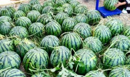 娱乐吃瓜资料来源是什么