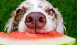 娱乐吃瓜菌小狗视频,娱乐菌带你领略萌宠欢乐时光