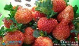 娱乐吃瓜酱草莓,揭秘明星幕后故事