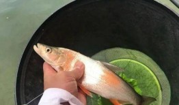 娱乐吃瓜酱钓鱼视频