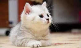 娱乐吃瓜酱貓咪,揭秘娱乐圈那些不为人知的幕后故事