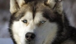 娱乐吃瓜小八哥是谁啊小说,揭秘网络小说中的神秘角色