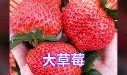 娱乐吃瓜草莓视频,揭秘娱乐圈吃瓜大事件