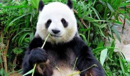 娱乐吃瓜酱功勋大熊猫,国宝传奇，熊猫界的明星风采