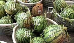 娱乐吃瓜地,吃瓜群众背后的故事