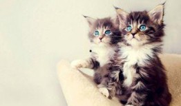 娱乐吃瓜酱大猫咪,揭秘娱乐圈背后的喵星人故事