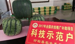 娱乐吃瓜地,吃瓜群众背后的故事